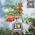 GOJI 2015--low pesticides